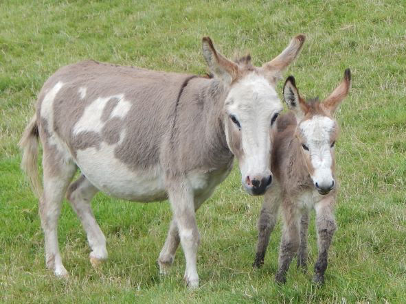 Alan the miniature donkey