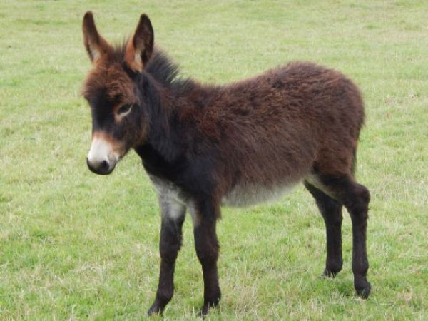 Peeking Miniature Donkey