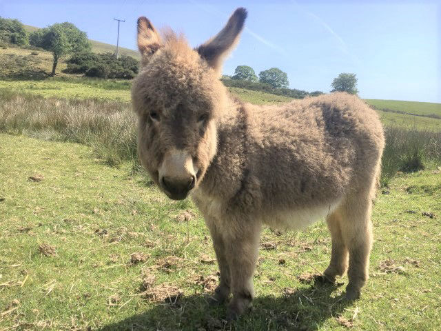 Mediterranean Miniature Donkeys
