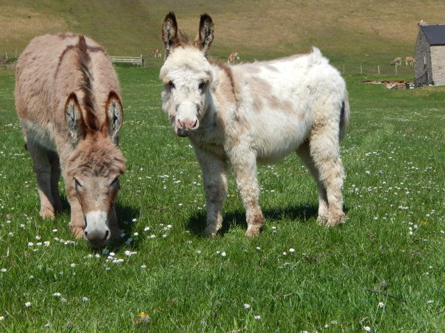 Mediterranean Miniature donkeys for sale in the UK