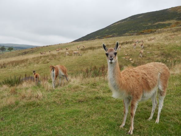 Guanaco fine fibre from the Peak District