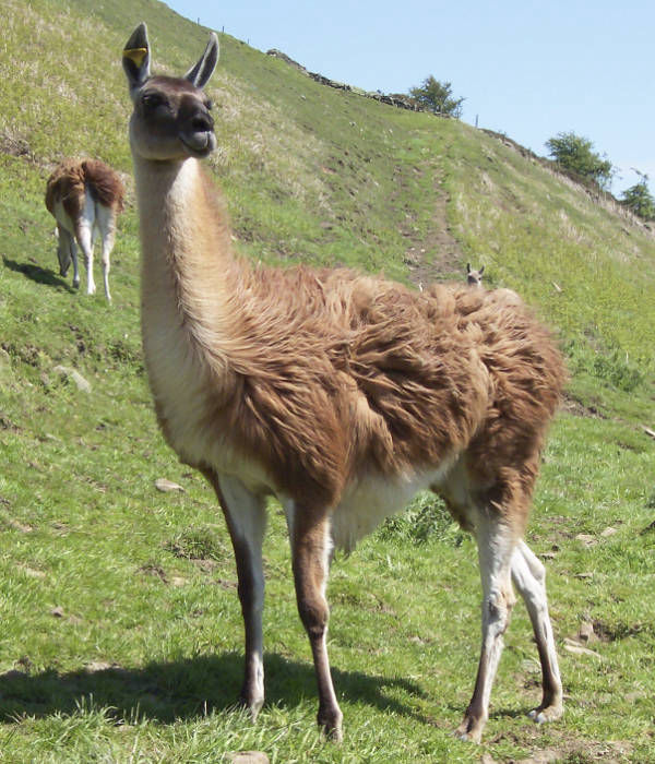 Luxury guanaco fibre producers at Heathylee House Farm