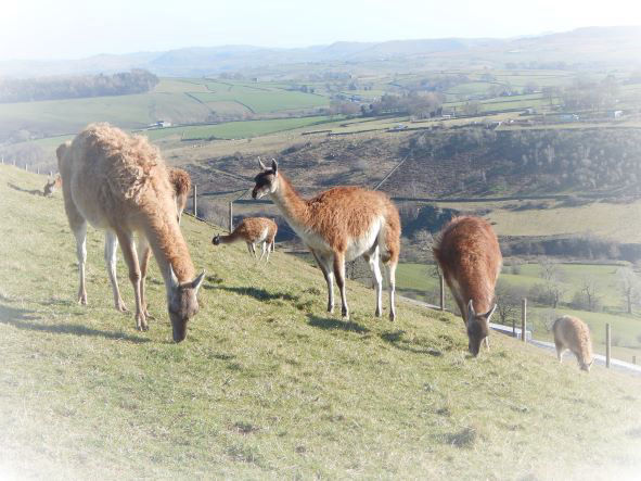Guanaco in the UK 
