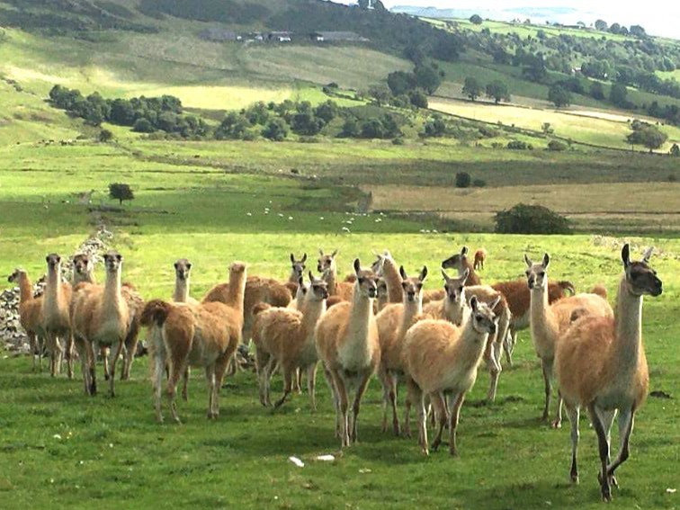 Guanaco bred in the Peak District for natural luxury fibre that rivals vicuna