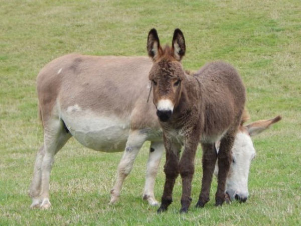 Thomas the little jack donkey