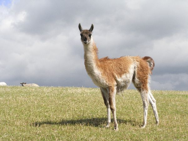 guanaco for sale