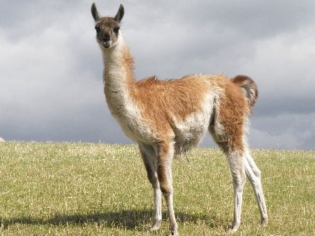Luxury guanaco fibre producers at Heathylee House Farm