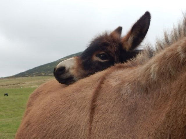 shy little donkey
