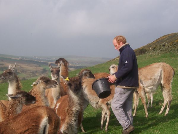 guanaco herd