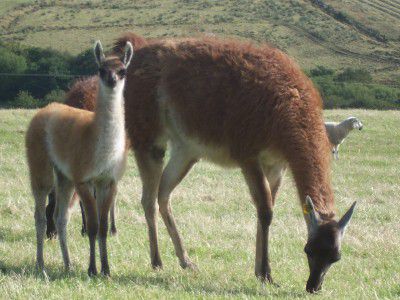 guanaco  chulengo