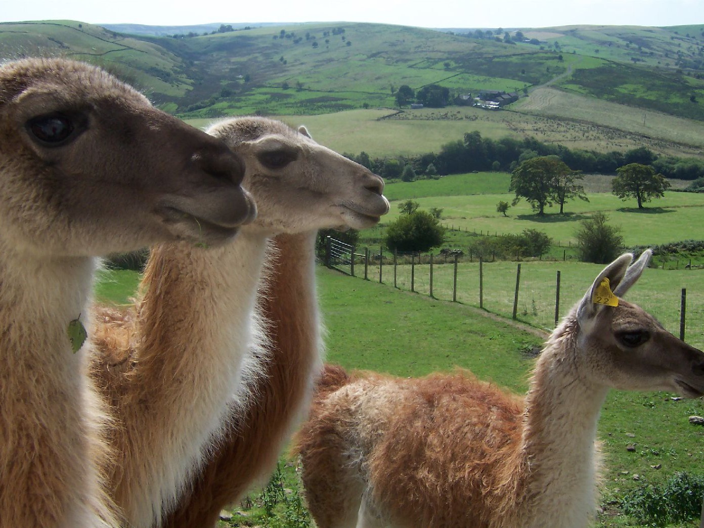 Guanaco producing luxury natural fibre at Heathylee in the Peak District